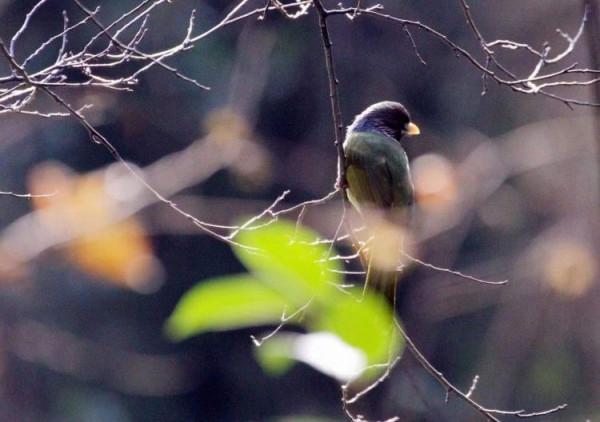 山中精靈領雀嘴鵯
