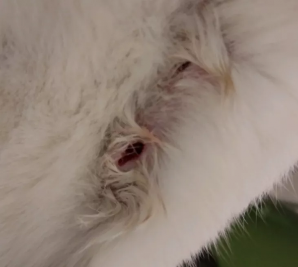 貓也有抑鬱症，你家的寶寶中招了嗎