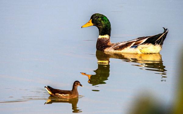 多圖｜石屏異龍湖觀鳥圖鑑