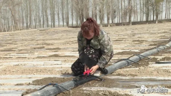 2021年棉花種植每畝地能賺2000元以上,你怎麼看? 2021年棉花種植每畝地能賺2000元以上,你怎麼看?