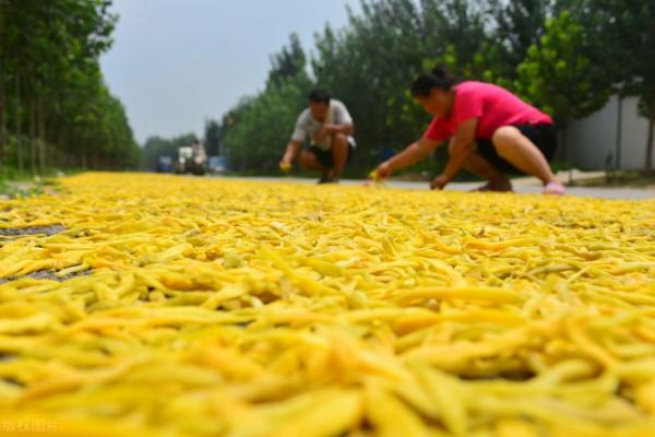 這7種廉價蔬菜曬乾後，美味翻倍！放1年不壞，天冷燉肉特別過癮