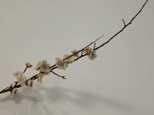 北京世園公園中國館