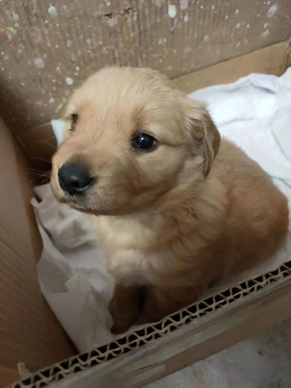 各位鏟屎官，請教一下你們是怎麼訓練狗狗定點大小便的？