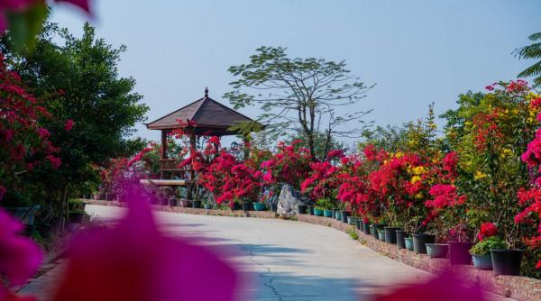 為什麼粵龍山被稱為三角梅王國？