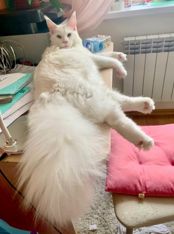 俄羅斯貓咪不到2歲體重卻有24斤，還會繼續長！真&quot&semi;溫柔巨人&quot&semi;