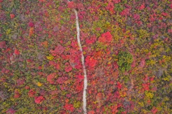 紅遍全國！央視正直播！雲臺山萬畝紅葉迎最佳觀賞期