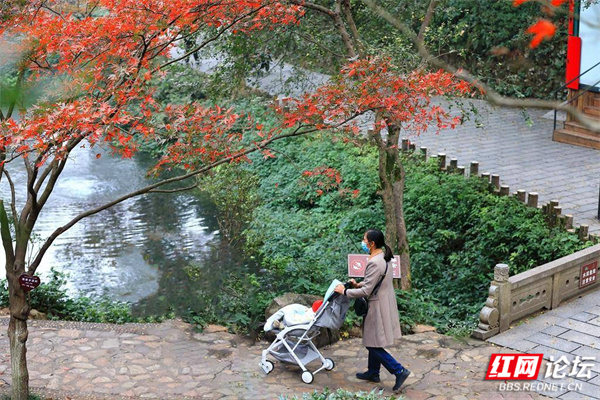 嶽麓山楓葉盛宴正式開啟！你準備好了嗎？