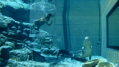 手掌大的飛蛾、比汽車高的鹿，這些東西比你想象的要大很多