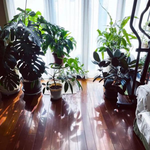 這兩種花有著漂亮的花紋,擺在客廳高階感十足,比綠蘿強多了 這兩種花有著漂亮的花紋,擺在客廳高階感十足,比綠蘿強多了