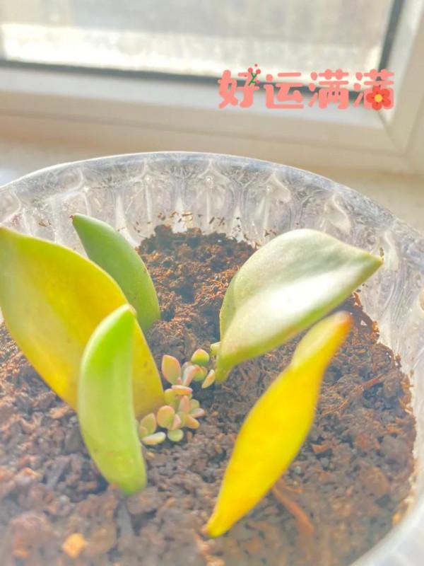 首次盆栽多肉記 首次盆栽多肉記