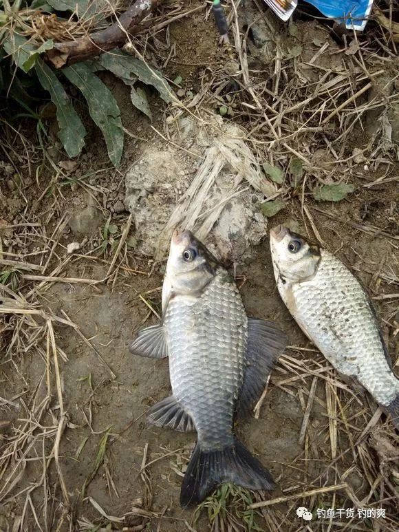 深秋只有這幾種天氣最適合釣魚，錯過了就可惜了