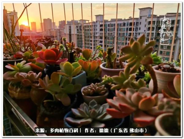 廣東的多肉陽臺:生命不息,折騰不止 廣東的多肉陽臺:生命不息,折騰不止