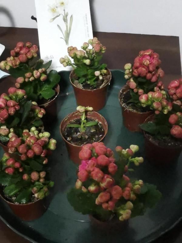 新入手的長壽花