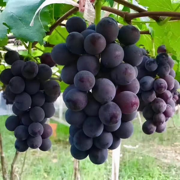 野生動物也會雜交，其後代有多慘？是否該禁止動物雜交？