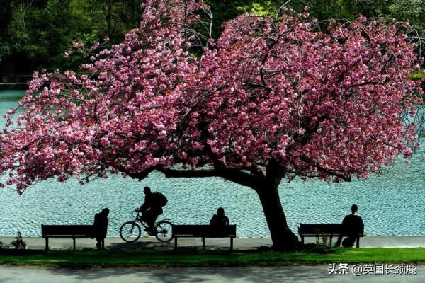 櫻花樹下的英國，你想念嗎？