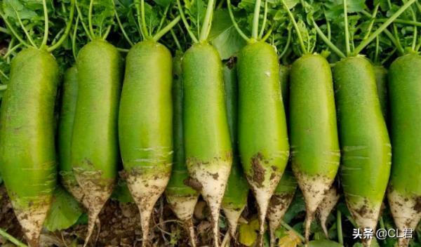 ​白菜、蘿蔔持續走高,肉雞一跌再跌,大蝦也來湊熱鬧,咋回事 ​白菜、蘿蔔持續走高,肉雞一跌再跌,大蝦也來湊熱鬧,咋回事