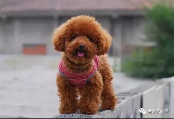 一隻叫阿爾法的狗