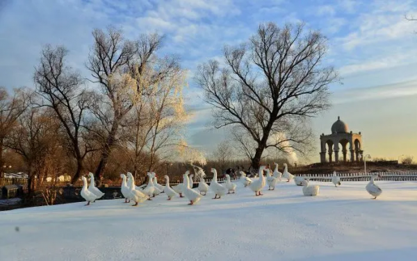 快來看，蘇家坨鎮的雪景美出了圈！