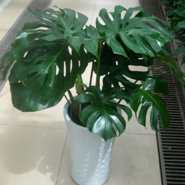 家中客廳首選“4種花”,沉穩大氣、有顏值,淨化空氣一把手 家中客廳首選“4種花”,沉穩大氣、有顏值,淨化空氣一把手