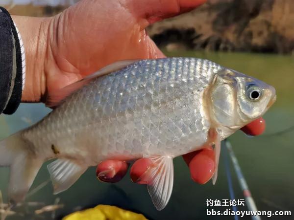 速凍模式，也能瀟灑走一回