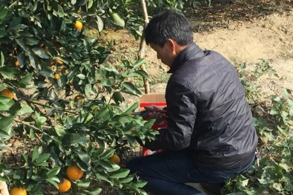 廣東女婿修繕民國老宅，發現2個不結果的樹，嫁接後年產值破8億