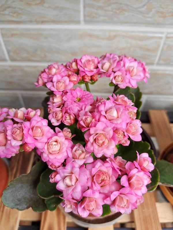 長壽花開花了 長壽花開花了