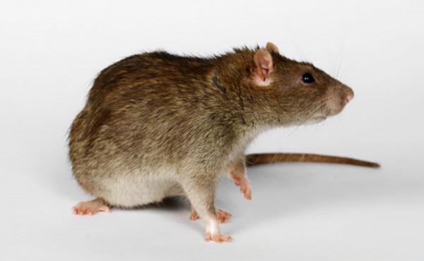 擔心的事發生,又一罕見疾病在美爆發,大批醫護卻選擇辭職保命 擔心的事發生,又一罕見疾病在美爆發,大批醫護卻選擇辭職保命