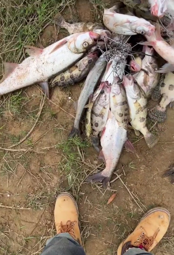 10分鐘釣幾十斤鱖魚、翹嘴魚?江西釣友曬漁獲引熱議 10分鐘釣幾十斤鱖魚、翹嘴魚?江西釣友曬漁獲引熱議