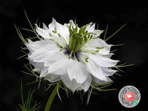 這種花,插花太有氣質了 這種花,插花太有氣質了