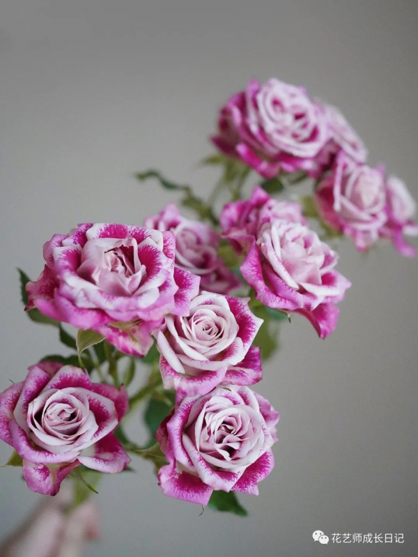 100朵玫瑰vol.25 | 油畫風玫瑰flinders lane,被油彩浸染的復古玫瑰 100朵玫瑰vol.25 | 油畫風玫瑰flinders lane,被油彩浸染的復古玫瑰