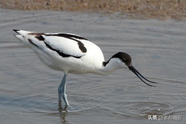 見過向上彎曲的鳥兒嘴嗎？