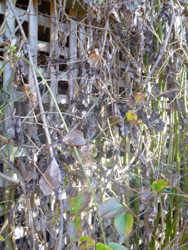 冬天這些花葉片會枯萎，別扔，它只是休眠了
