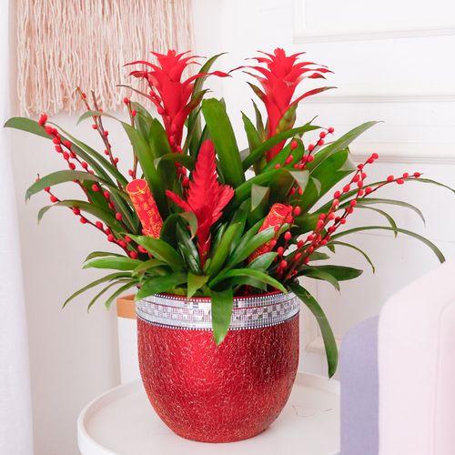 馬上就要過年了,還在為買什麼年宵花發愁嗎?推薦36種供你參考 馬上就要過年了,還在為買什麼年宵花發愁嗎?推薦36種供你參考