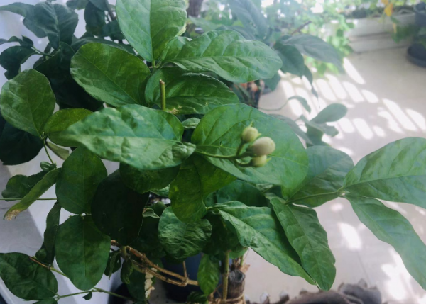 陽臺盆栽養花選這4樣，便宜好活，開花又香又美，時間又長