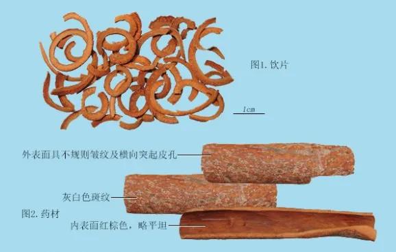 中藥淺說——一味肉桂引火歸元,解決你的上熱下寒 中藥淺說——一味肉桂引火歸元,解決你的上熱下寒