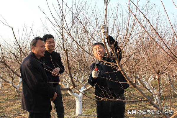 果樹到底需要早冬剪還是晚冬剪？建議果農注意這幾點