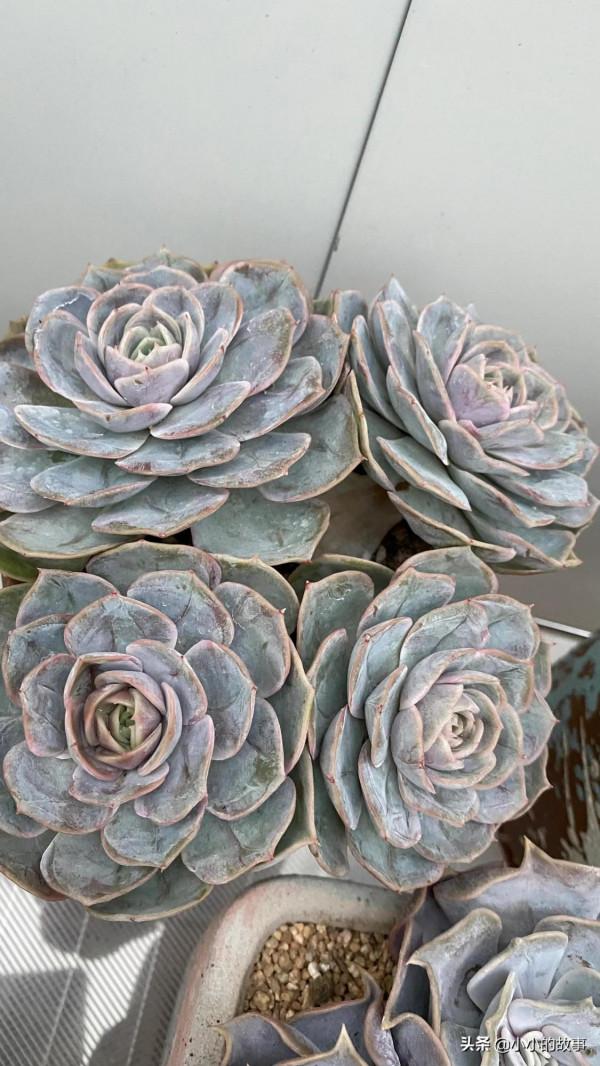 入冬的多肉 入冬的多肉