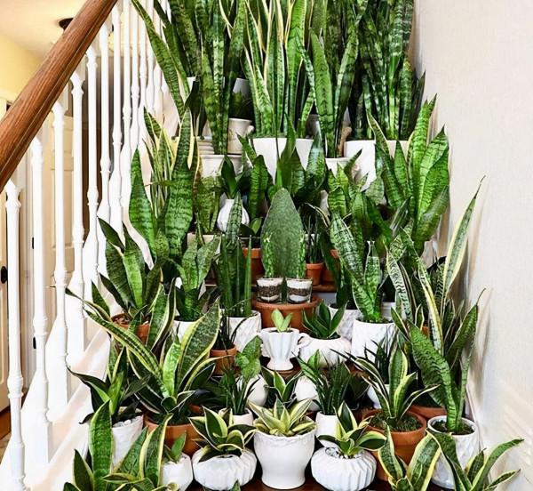 9種漂亮花,越冷越要曬太陽,控水薄肥,才能開得“奼紫嫣紅” 9種漂亮花,越冷越要曬太陽,控水薄肥,才能開得“奼紫嫣紅”