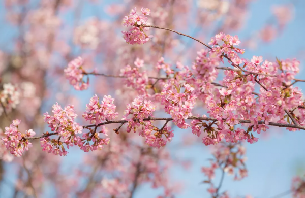 羨慕了！西昌人，你的早櫻美景正在派送中，請接收