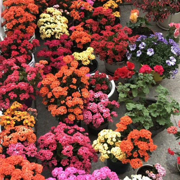 6種“吉祥花”，曬曬大太陽，紅紅火火開一冬，富貴滿屋子