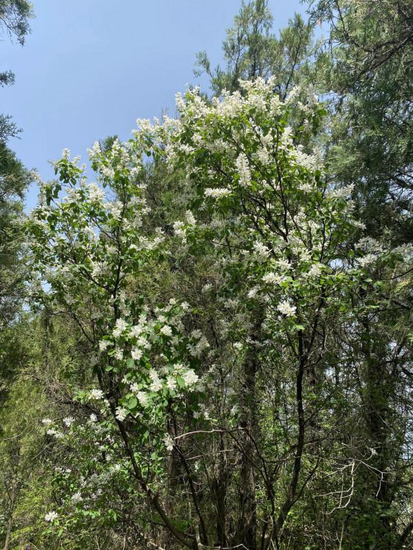 大美秦嶺之春到小五臺