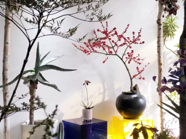 今年，養一棵兜蘭呀