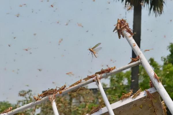 滅蝗大作戰！20萬隻粉紅椋鳥已抵達了新疆，蝗蟲還夠吃嗎？