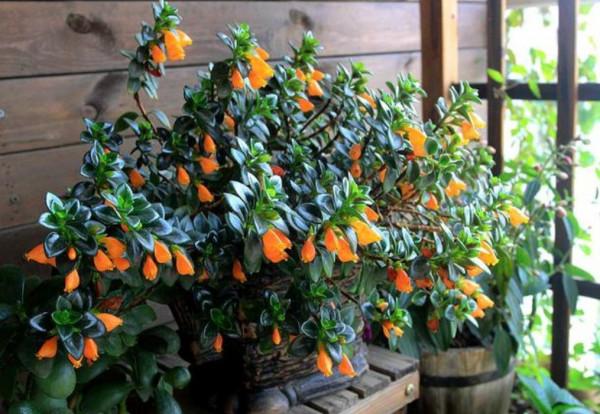 實用分享丨30款年宵花鑑賞，觀花的、賞果的都有…你最喜歡哪個？