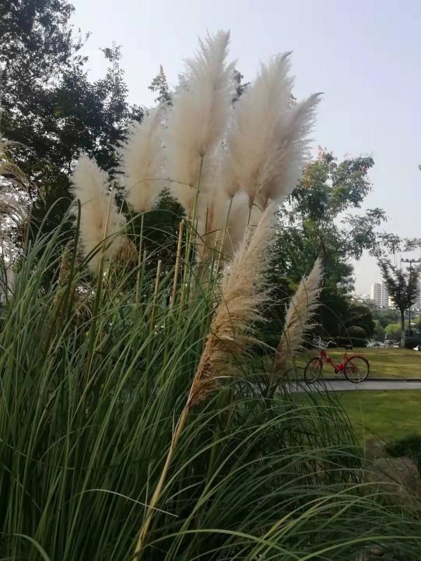 中秋佳節，蒲葦銀染