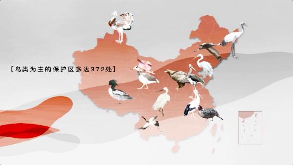 資料揭秘多樣性背後的秘密——鳥為啥越來越多