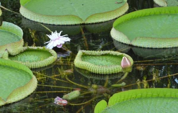 分享圖片，猶如曇花一現的王蓮開花，各種顏色，各種姿態大全