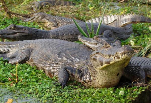 二戰離奇事件:上千名日軍被困孤島,未發生戰爭卻死傷殆盡 二戰離奇事件:上千名日軍被困孤島,未發生戰爭卻死傷殆盡