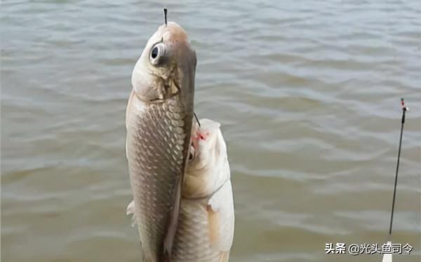 農業部新規:12月1日起,一線一鉤、路亞等可以使用?別高興太早 農業部新規:12月1日起,一線一鉤、路亞等可以使用?別高興太早