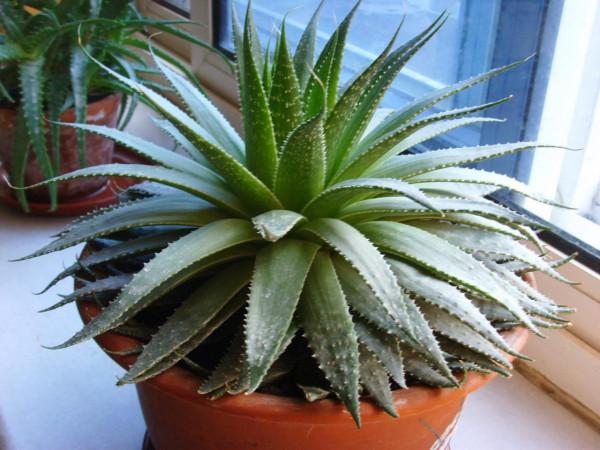 人養花,花亦養人!10種小盆栽,晚上不爭氧,適合養臥室 人養花,花亦養人!10種小盆栽,晚上不爭氧,適合養臥室